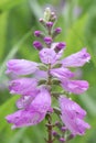 Obedient plant, Physostegia virginiana, inflorescence