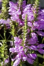 Obedient Plant - Physostegia virginiana