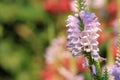 Obedient plant with pink flower