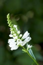 Obedient Plant, scientific name - Physostegia