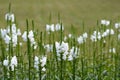 Obedient plant Summer Snow