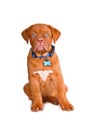 Obedient Puppy Royalty Free Stock Photo