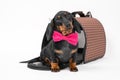 Obedient puppy dachshund dog in a pink bow tie sits in pet carrier on a white background and waits the owner. Safe