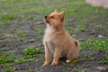 Obedient puppy on the grass. Royalty Free Stock Photo