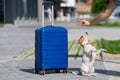 Obedient puppy performs sits on its hind legs near a blue suitcase.