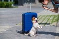 Obedient puppy performs sits on its hind legs near a blue suitcase.