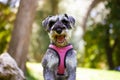 Obedient puppy Zwergschnauzer with open mouth on nature. Funny doggy, canine pet