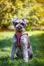 Zwergschnauzer puppy sits on green lawn. Dog walks outdoors. Canine pet in park. Royalty Free Stock Photo