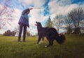 Obedient purebred border collie dog playing games outdoors in the park as master is ready to throw him a stick. Adorable, well