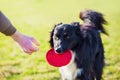 Obedient purebred border collie dog playing outdoors as fetching the frisbee toy back to master. Adorable, well trained puppy