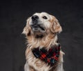 Obedient scottish cute dog posing in studio with dark background