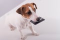 An obedient smart dog holds a bank card in his mouth on a white background Royalty Free Stock Photo