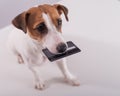 An obedient smart dog holds a bank card in his mouth on a white background Royalty Free Stock Photo