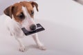 An obedient smart dog holds a bank card in his mouth on a white background. Copy space Royalty Free Stock Photo