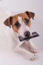 An obedient smart dog holds a bank card in his mouth on a white background Royalty Free Stock Photo