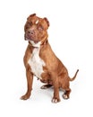 Obedient Staffordshire Terrier Dog Over White