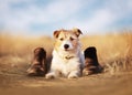 Obedient trained happy dog waiting, pet training and hiking Royalty Free Stock Photo