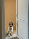 Obedient white dog sitting in doorway