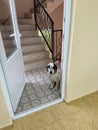 Obedient white dog sitting in doorway