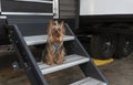 Obedient Yorkie waiting on the RV's steps