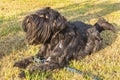 Black Standard Schnauzer dog obediently lays on the ground