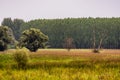 Obedska pond Special nature reserve along Sava river in Serbia