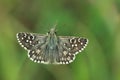Oberthur grizzled skipper Royalty Free Stock Photo