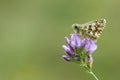 Oberthur grizzled skipper