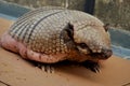 Obese armadillo peba Royalty Free Stock Photo