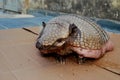 Obese armadillo peba Royalty Free Stock Photo