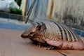 Obese armadillo peba Royalty Free Stock Photo