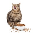 Obese Cat With Heaping Bowl of Food Royalty Free Stock Photo