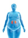 An obese mans kidneys