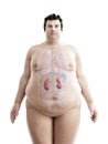 An obese mans kidneys