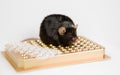 Obese mouse on tube rack Royalty Free Stock Photo