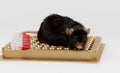 Obese mouse on tube rack Royalty Free Stock Photo