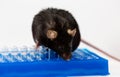 Obese mouse on tube rack Royalty Free Stock Photo