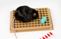 Obese mouse on tube rack Royalty Free Stock Photo
