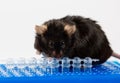 Obese mouse on tube rack Royalty Free Stock Photo