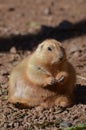 Obese Prairie Dog Sitting in a Pile of Dirt