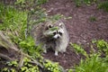 Obese raccoon standing transfixed in garden behind shrub Royalty Free Stock Photo