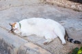 Obesity concept - white fat lazy cat in the street Royalty Free Stock Photo