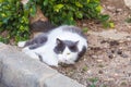 Obesity concept - white fat lazy cat in the street Royalty Free Stock Photo