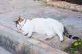 Obesity concept - white fat lazy cat in the street Royalty Free Stock Photo