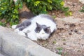 Obesity concept - white fat lazy cat in the street Royalty Free Stock Photo