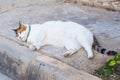 Obesity concept - white fat lazy cat in the street Royalty Free Stock Photo