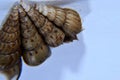 Cochlea snail isolated with with background