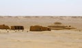 Fossils in wadi al-hitan, whale valley at al fayoum in Egypt