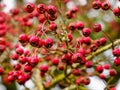 The object in the image is a branch of hawthorn berries. The berries are small, red, and round. They are clustered together on the Royalty Free Stock Photo