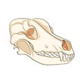 Object on white background skull dog sideways. Color background vector Royalty Free Stock Photo